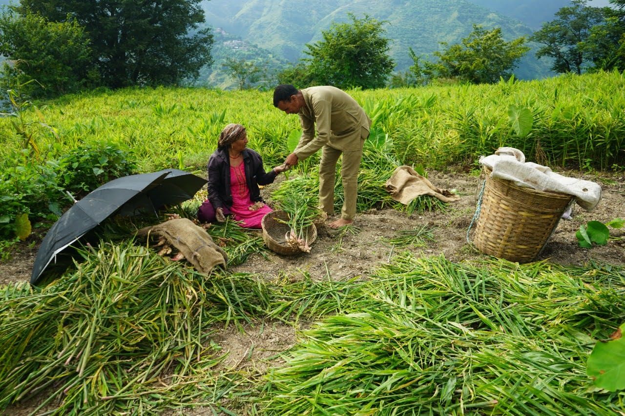 Farmers lifting a ginger crop on hill terraces.